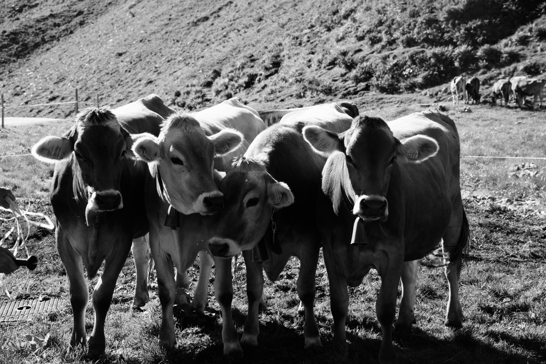 Cow II